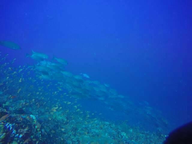 Anilao Scuba Dive Center Hotell Batangas Exteriör bild