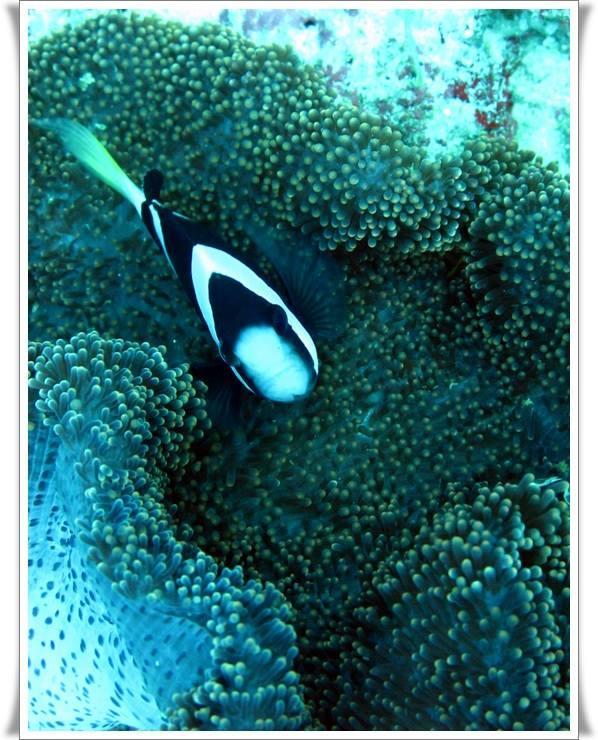 Anilao Scuba Dive Center Hotell Batangas Exteriör bild